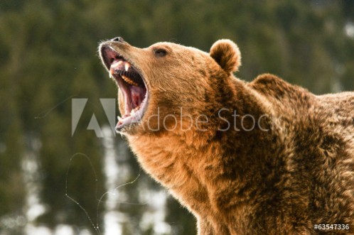 Picture of Grizzly Bear